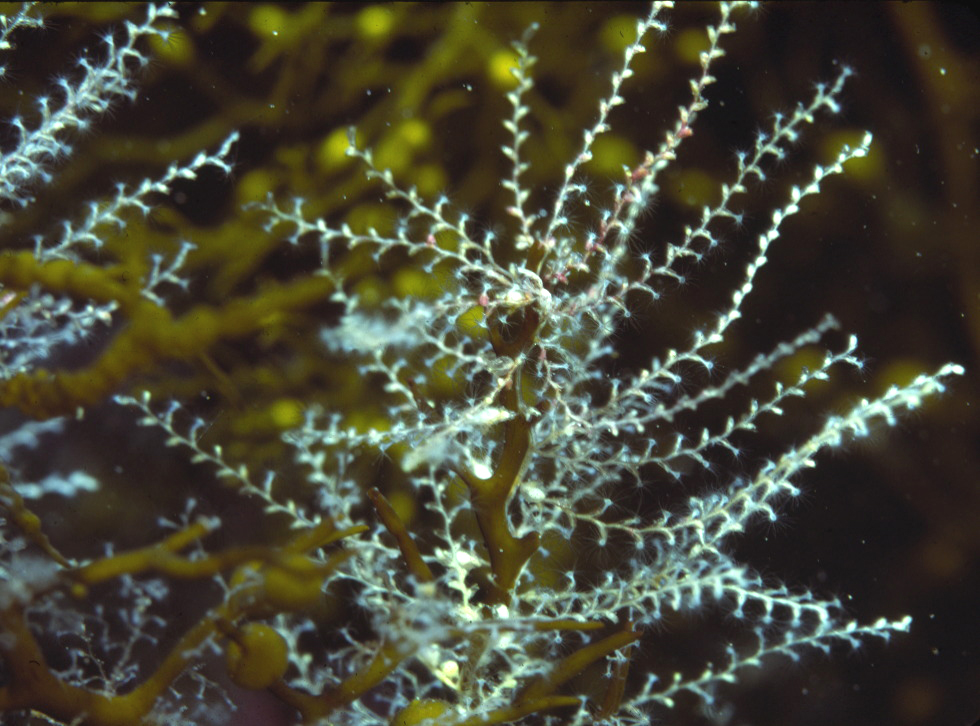 Hydractinia californica